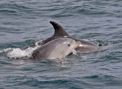 Bottle-nosed Dolphin, Tursiops truncatus, baby with mother, Alan Prowse